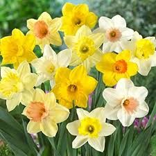 Thriplow Daffodil Weekend and Country Fair
