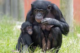Twycross Zoo